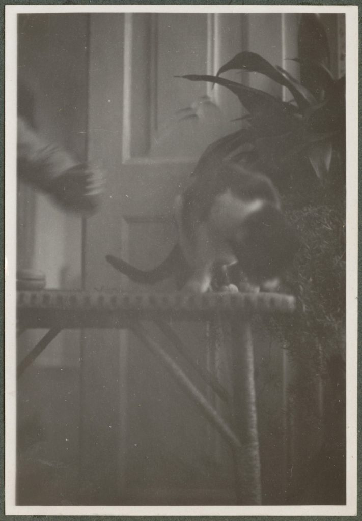 Łaciaty kot z jo-jo