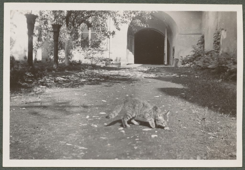 Kot Bucyfajka na podwórku, Kanonicza 7, Kraków