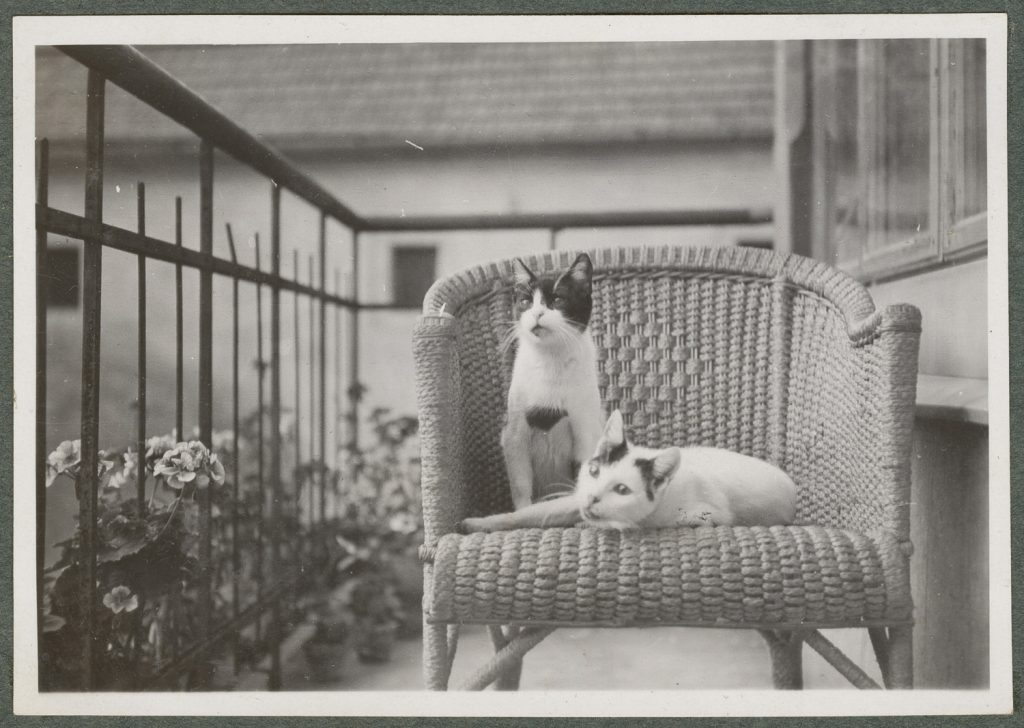 Morusia i Hermelcia na balkonie