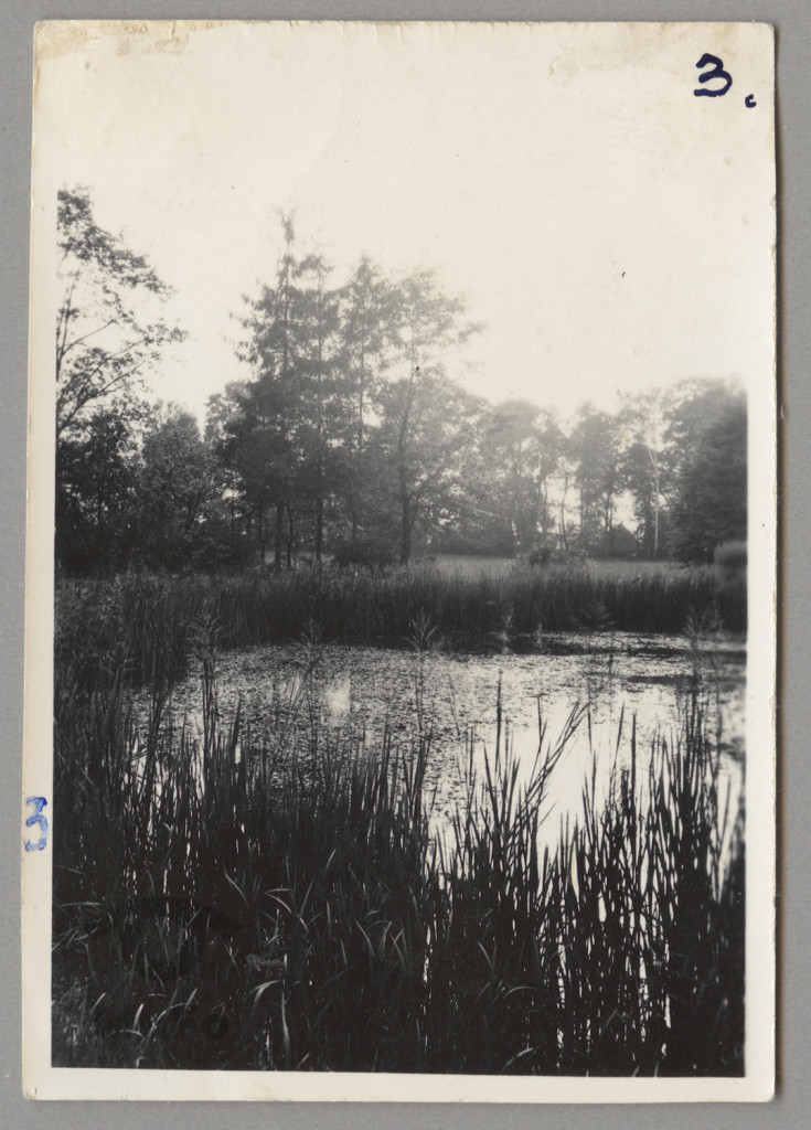 widok stawu w Niegoszowicach