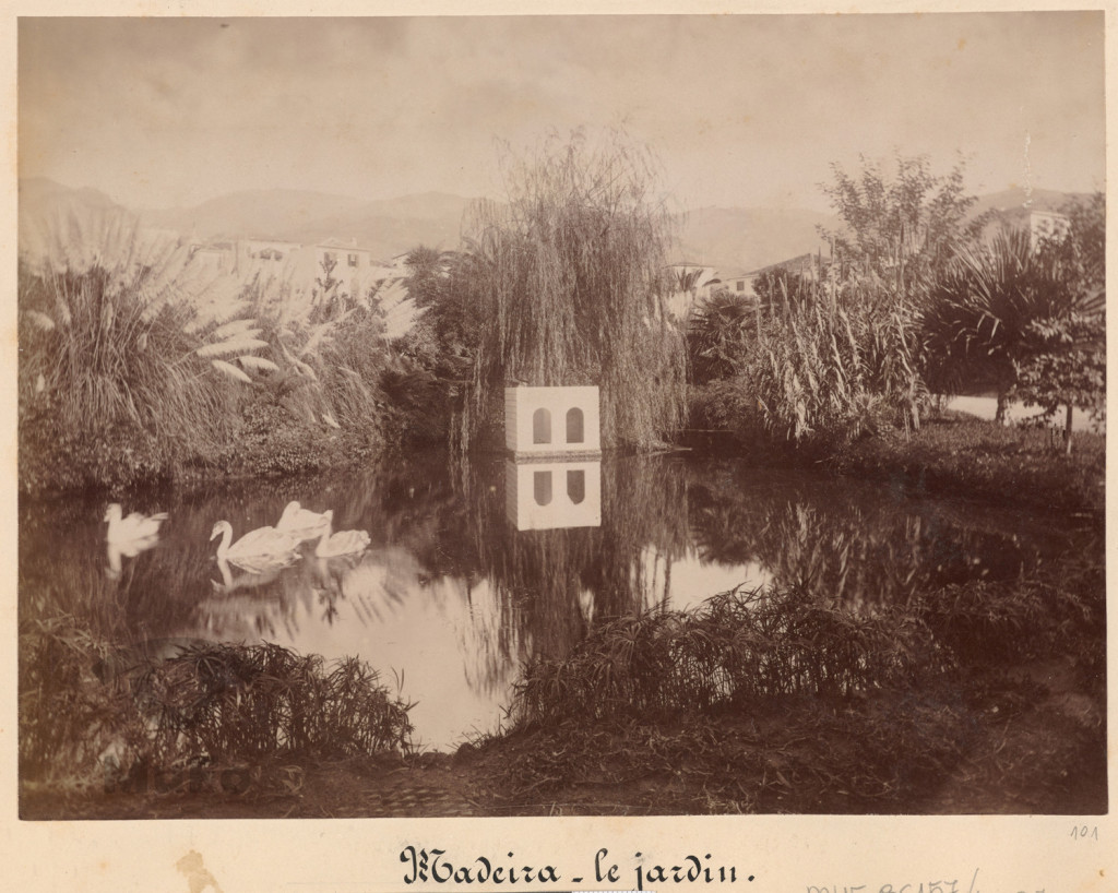 Madera. Funchal. Sadzawka z łabędziami