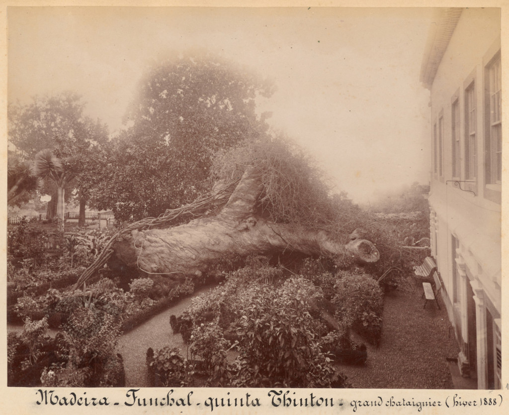 Madera. Funchal. Posiadłość Thinton