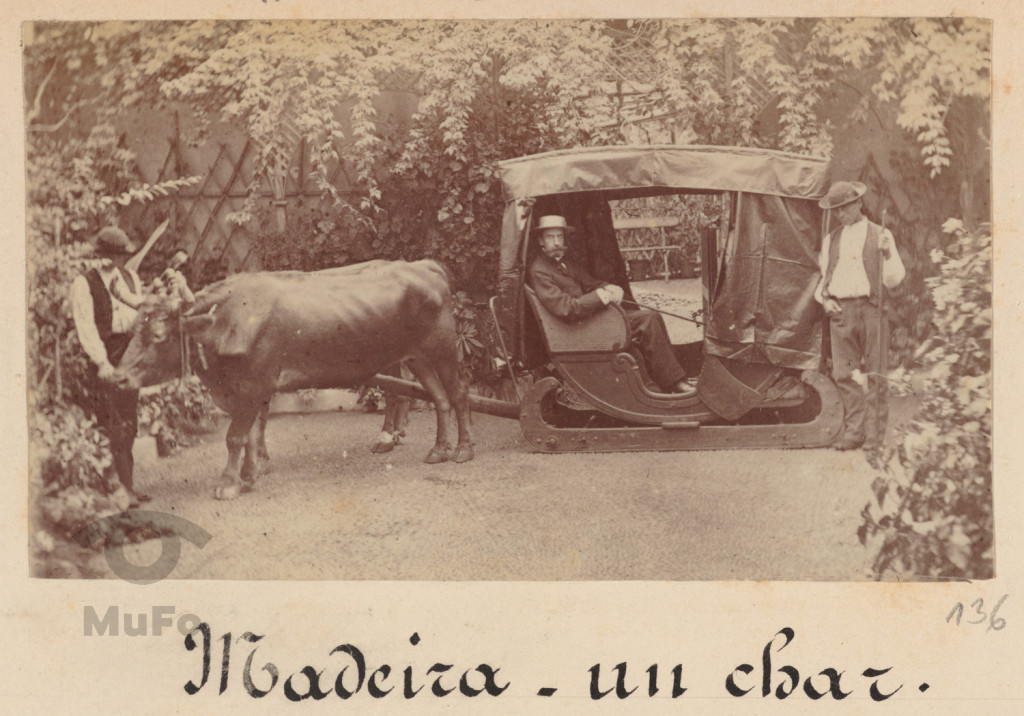 Madera. Mężczyzna w saniach.
