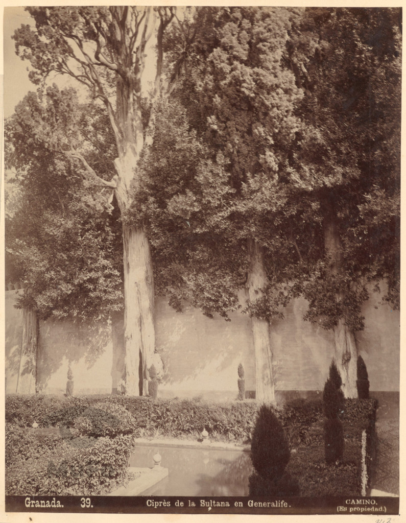 Cyprysy. Alhambra