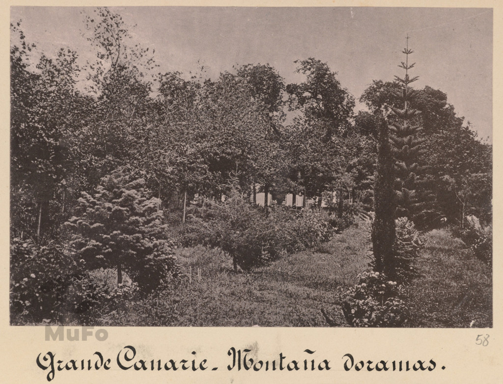 Wyspy Kanaryjskie. Jardín de la Marquesa de Arucas ?