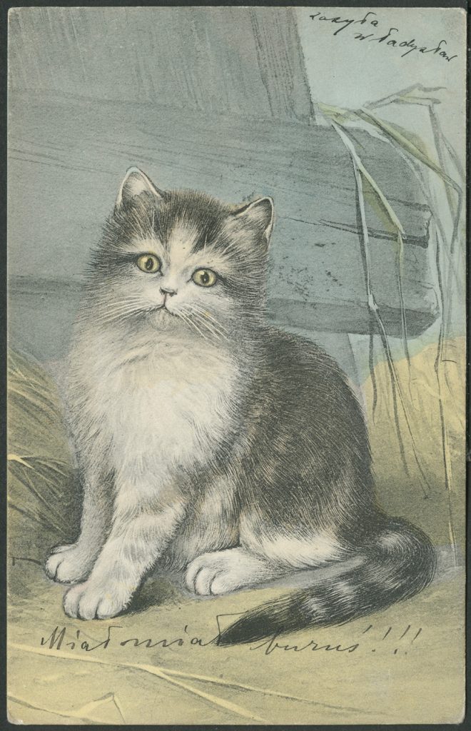 Reprodukcja rysunku, kot