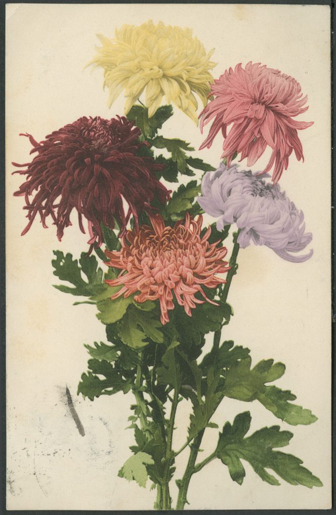 Reprodukcja malarstwa, chryzantemy