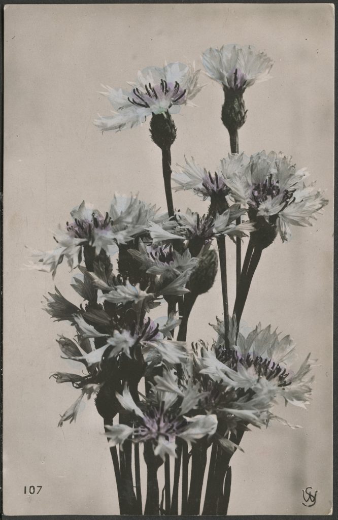 Reprodukcja malarstwa, chabry