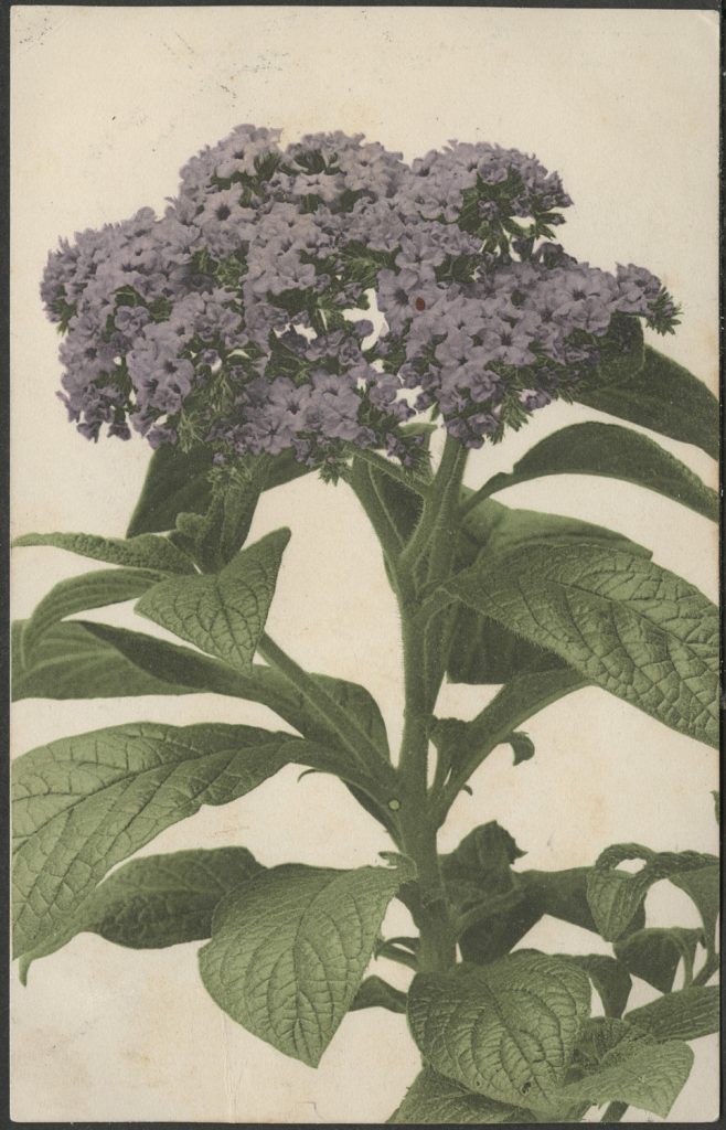 Reprodukcja malarstwa, pęk fioletowych kwiatów