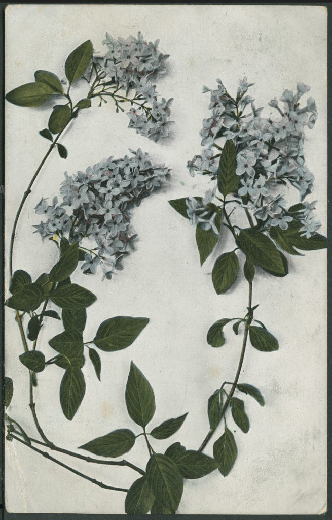 Reprodukcja rysunku,  kwiaty białego bzu