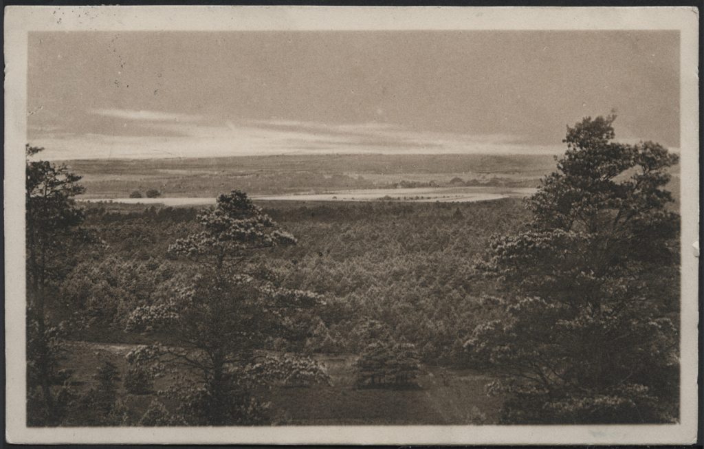 Las na równinie, pejzaż