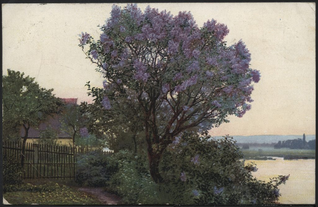 Pejzaż z kwitnącym bzem