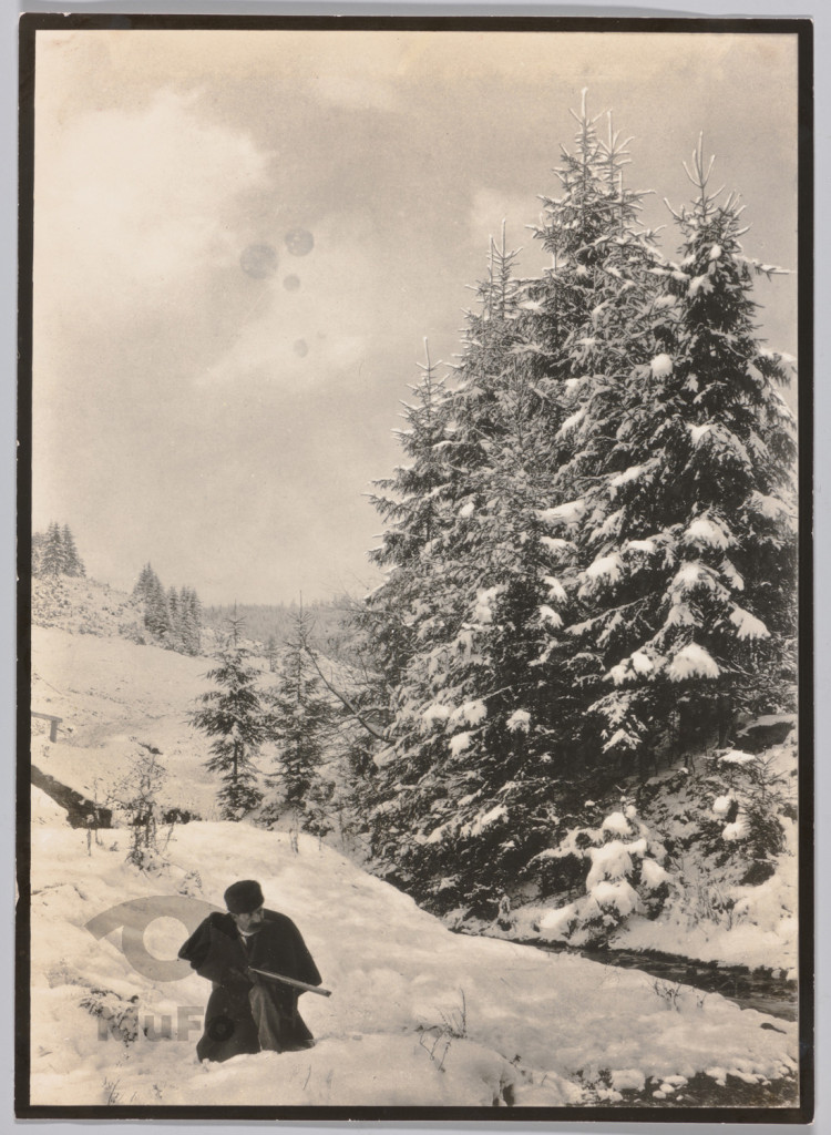 widok zimowy, polowanie