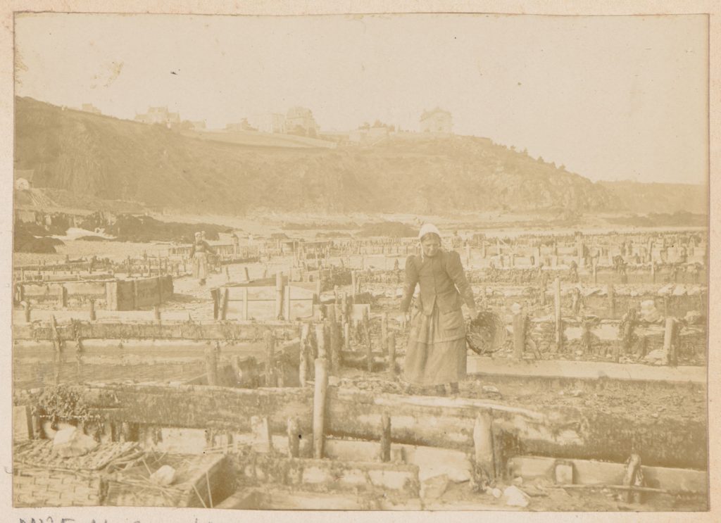 Bretania (?), hodowla ostryg