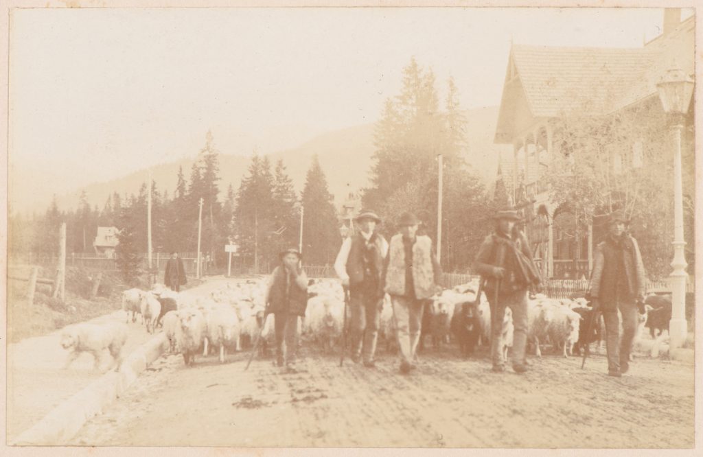 Redyk, wyjście owiec na pastwiska