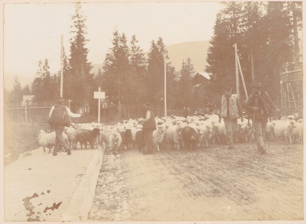 Redyk, wyjście owiec na pastwiska