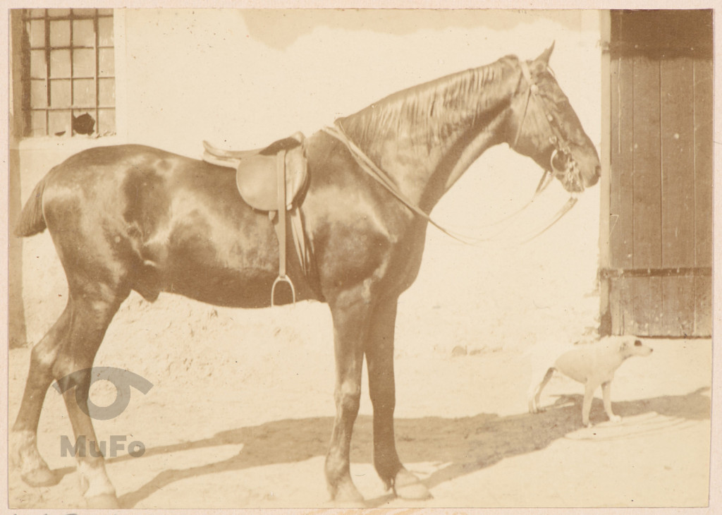 Koń i pies przy stajni