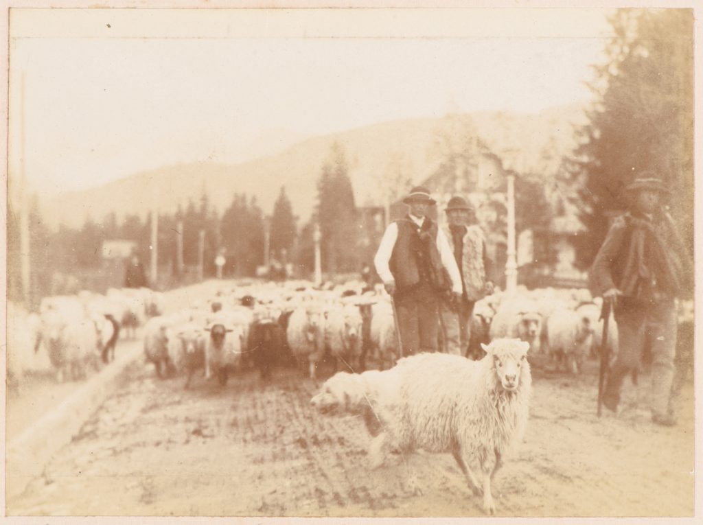 Redyk, wyjście owiec na pastwiska