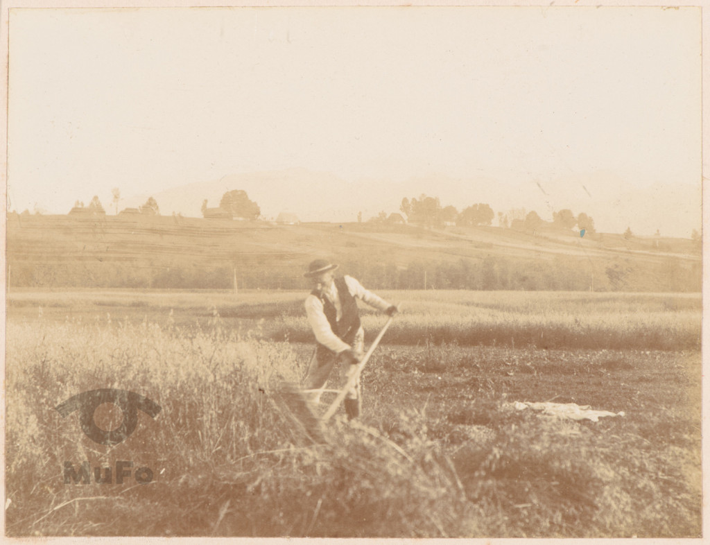 Tatry, żniwa