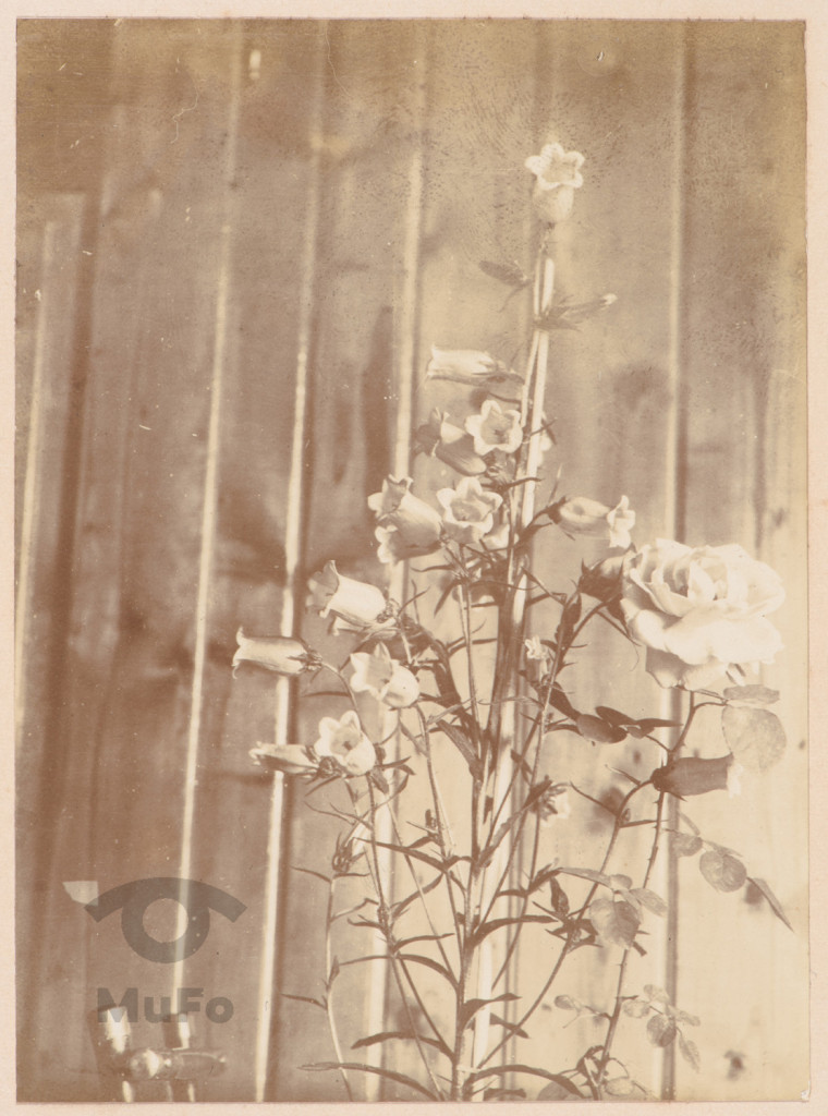 Kwiaty - dzwonek ogrodowy i róża