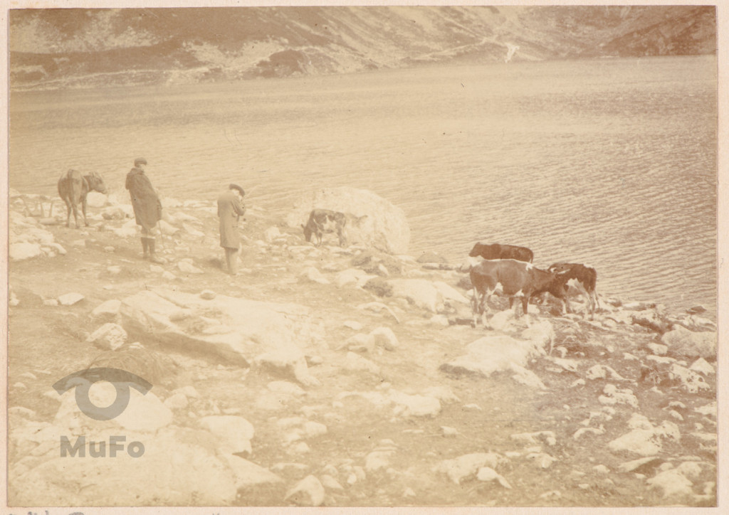Krowy nad jeziorem, Tatry