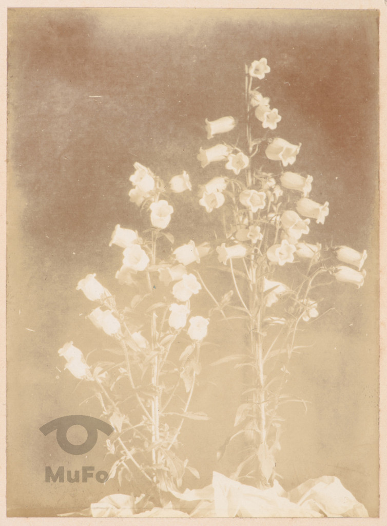 Kwiaty - dzwonek ogrodowy