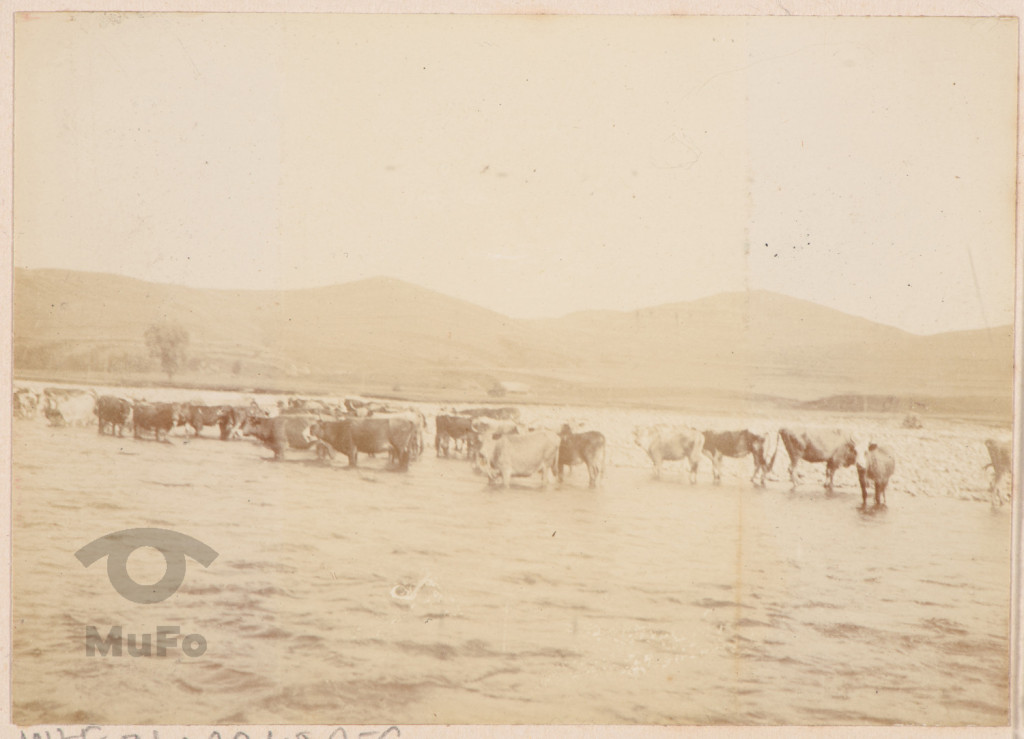 Stado krów brodzące w rzece.