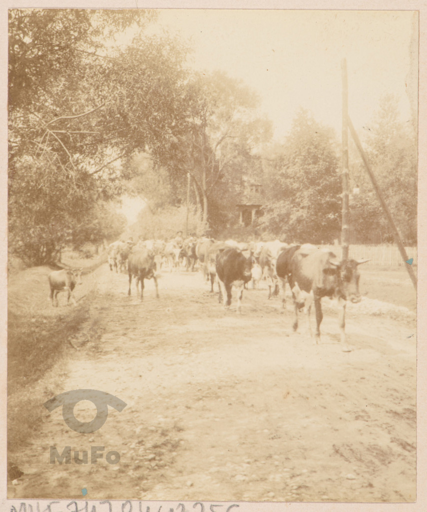 Stado krów na wiejskiej drodze.