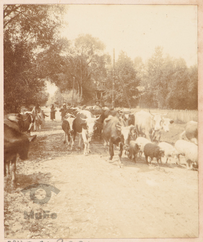 Stado krów i owiec na wiejskiej drodze.