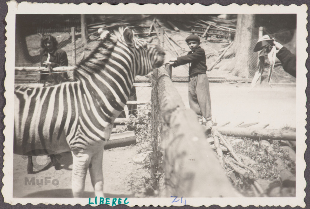 Liberec, ogród zoologiczny, zebra