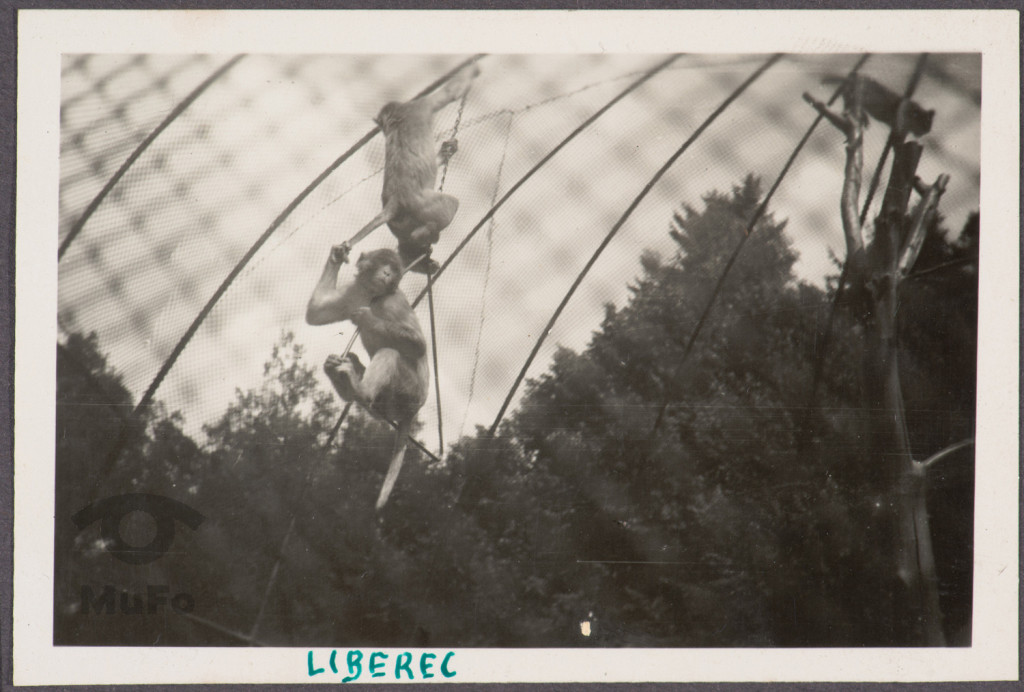 Liberec, ogród zoologiczny, małpy