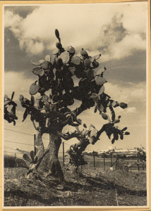 Jadalny kaktus (Opuncja Nopales), Hiszpania.