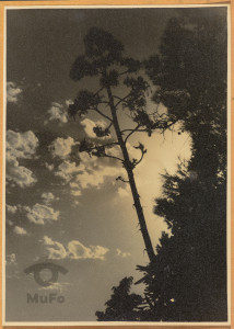 Fragment krajobrazu, kępa zarośli, Hiszpania.