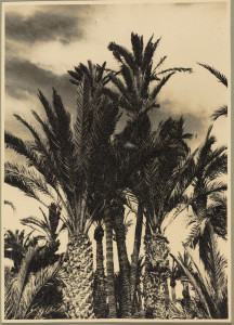 Fragment krajobrazu, kępa palm daktylowych, Elche, Hiszpania.