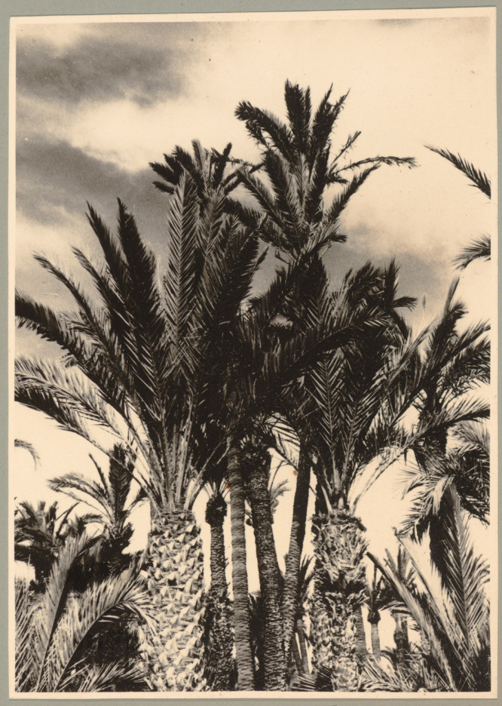 Fragment krajobrazu, kępa palm daktylowych, Elche, Hiszpania.