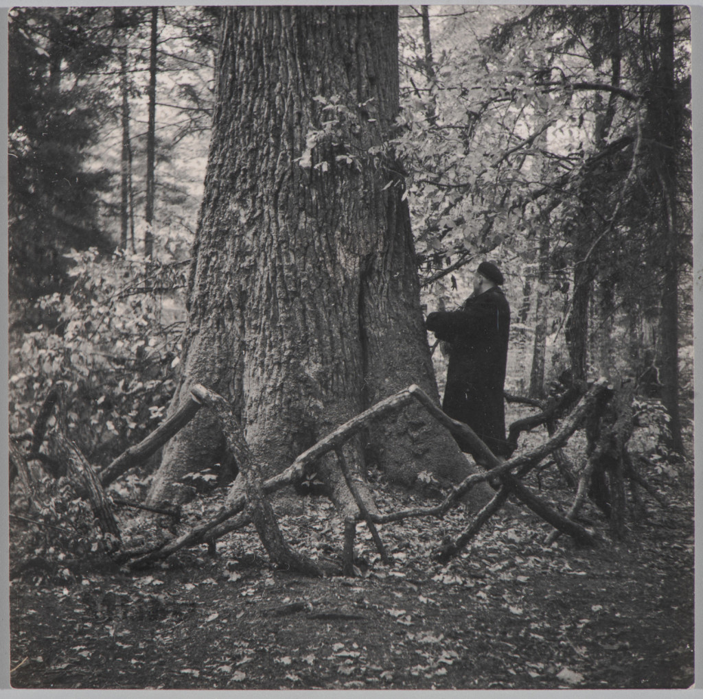 Puszcza Białowieska, Dąb Jagiełły