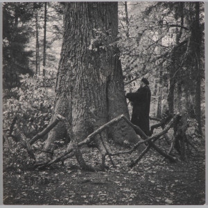 Puszcza Białowieska, Dąb Jagiełły