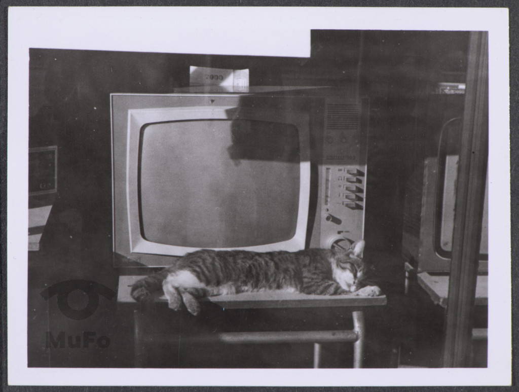 Wnętrze, telewizor, kot