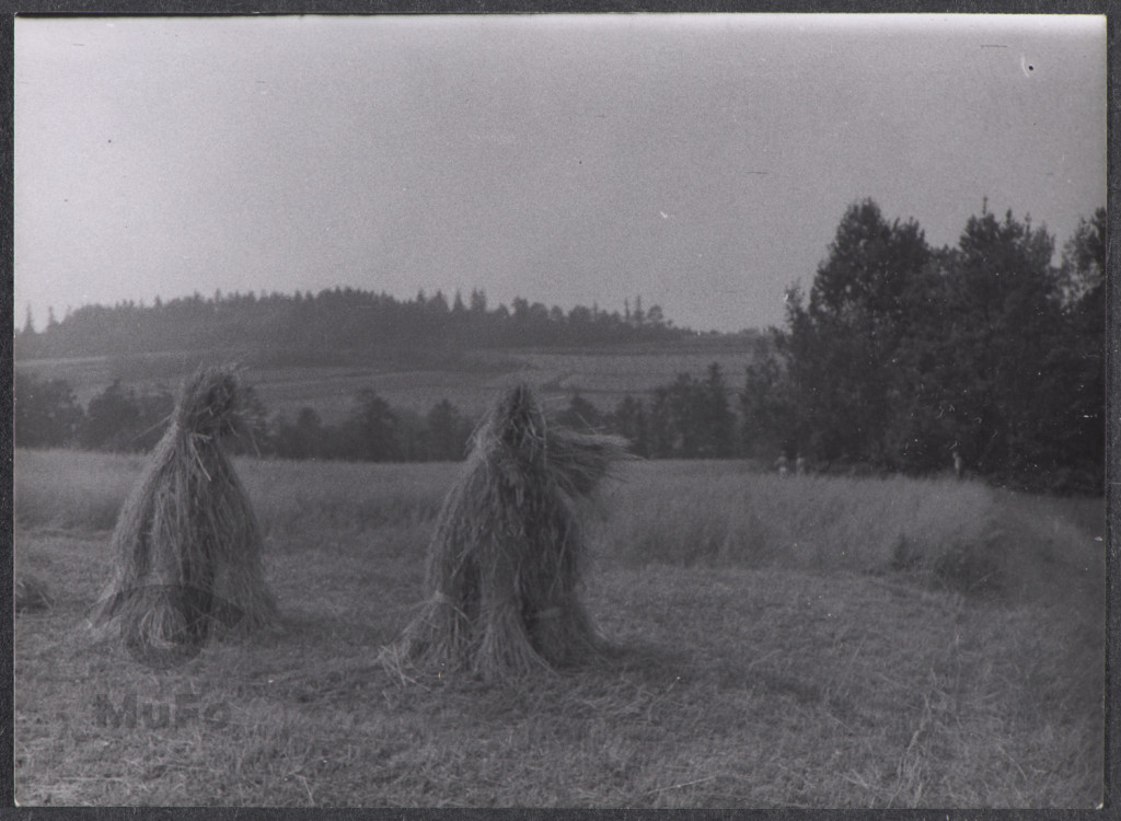 Kopce zboża, pole, las