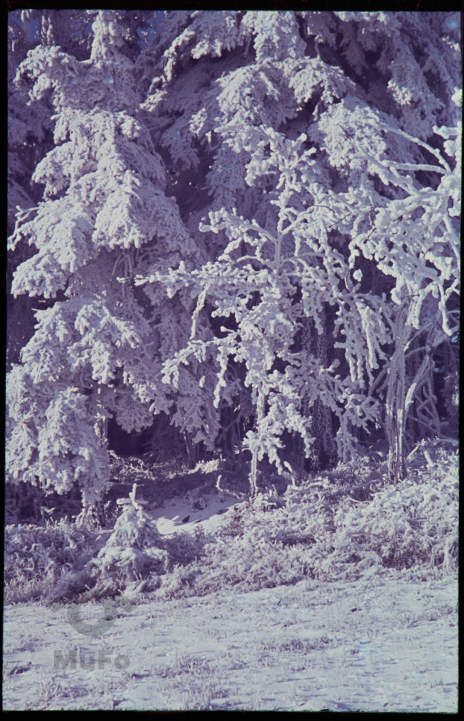 Ośnieżona roślinność