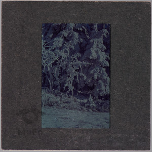 Ośnieżona roślinność