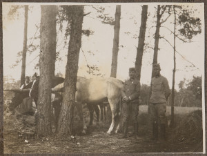 Czterej żołnierze Austro-Węgier przy trzech koniach u koniowiązu