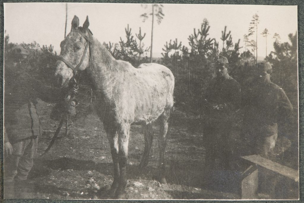 Żołnierze armii Austro-Węgier z koniem