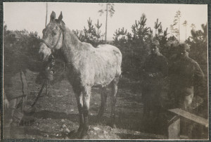 Żołnierze armii Austro-Węgier z koniem