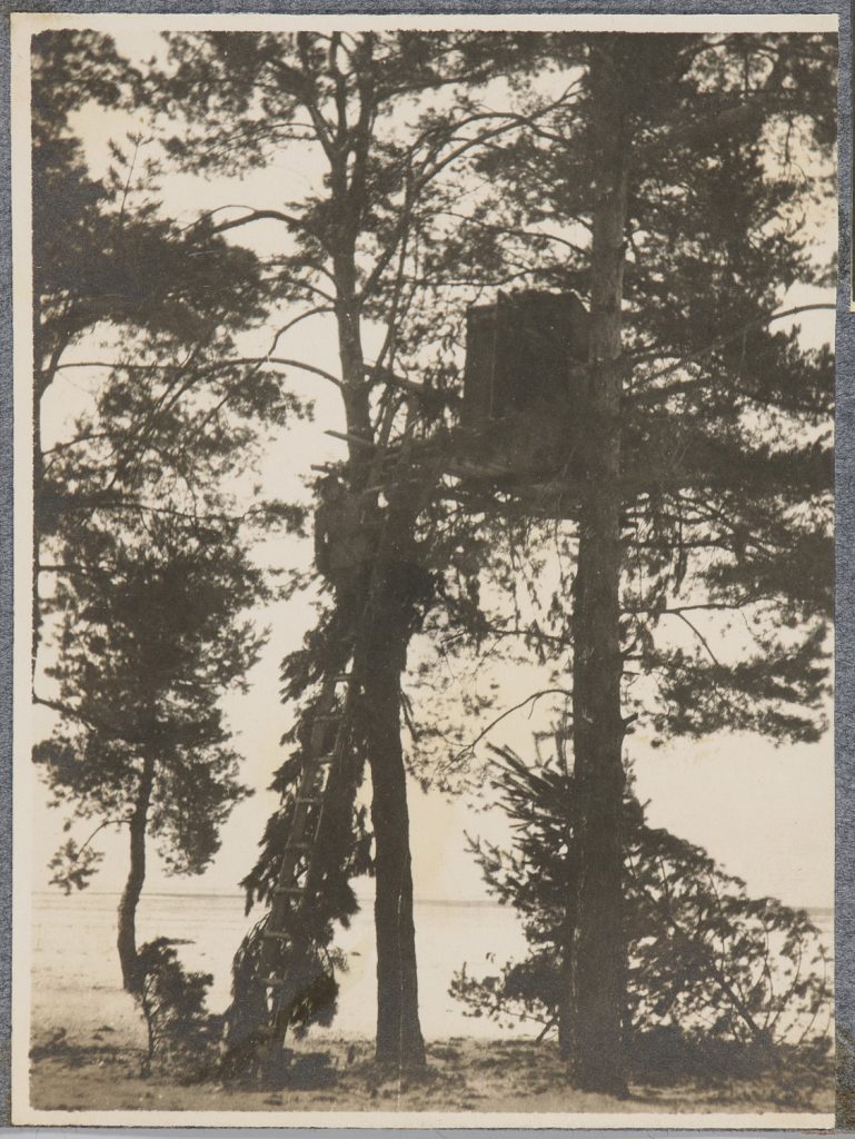 Budka strażnicza na drzewie i żołnierz armii Austro-Węgier na drabinie